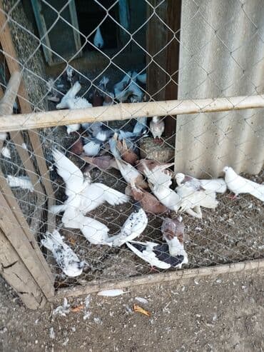 Məhsul: Ev quşları üçün müxtəlif cins və rəngdə göyərçin sürüsü kom200