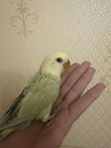 qus sesi: Salam 1 aylığ balalardı.Hamsı tam sağlamdır.Ələ öyrəşdirmək olar — 5