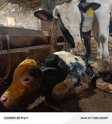 Bir heftedi dogub 1 ci qarina erkek Simmental balasi var buzov tek