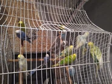 Bir Böyük qəfəs 10 dene papuqay 110 manat Unvan Bileceri - Rəng: ağ