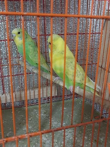 it cinsi adlari: Çex papuqayları satılır öz quşlarımın balalarıdır 5 aylıqdırlar hazır — 3