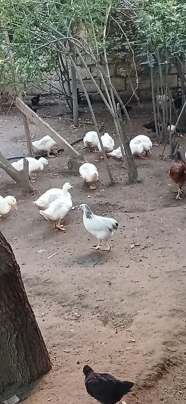 amadin quşu: Ağ Pekin ördəkləri – ev təsərrüfatı üçün ətlik və yumurtalıq quşlar — 1