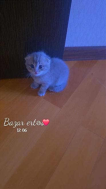 van pişik: Şotland yastı qulaq — 1