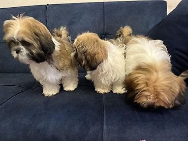 Shi-tsu, 3 ay, Peyvəndli