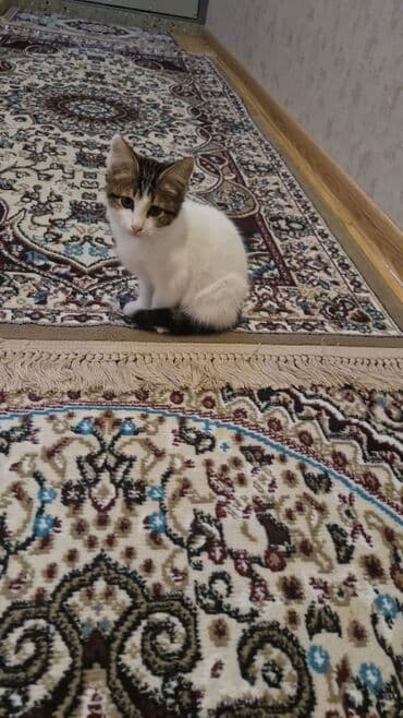 Dişi, Yaxşı əllərə, Ünvandan götürmə