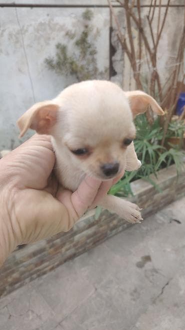 çin bildirçini: Çixuahua, 2 ay, Dişi, Sənədli, Ünvandan götürmə — 3