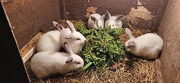 ucuz it: Təmiz Kaliforniya Dovşanı 6 ədəd balalar1 aylıqdı ünvan Novxanı — 1