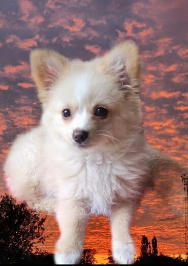 İtlər: Щенок немного шпица.3 месяцев.девочка. Ласковая и игривая — 6