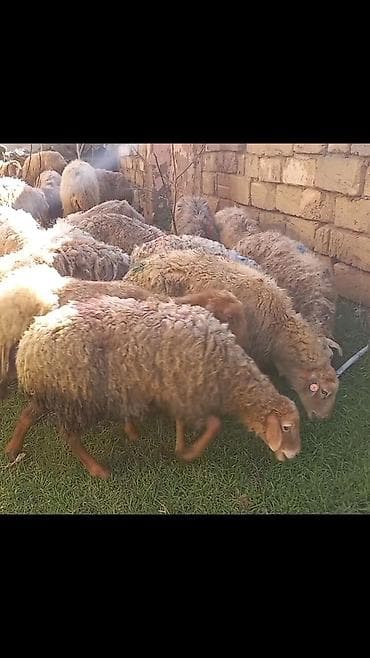 qoyun quyrugu: Salam 24dene bogaz qoyun — 1