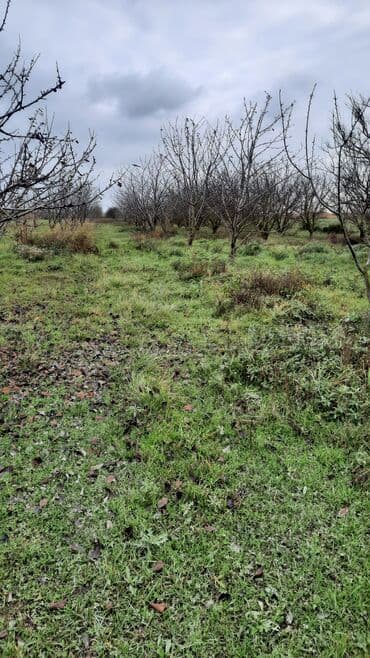 sumqayit 8 ci mikrorayon: 390 sot, Mülkiyyətçi, Kupça (Çıxarış), Bələdiyyə, Texniki pasport — 1