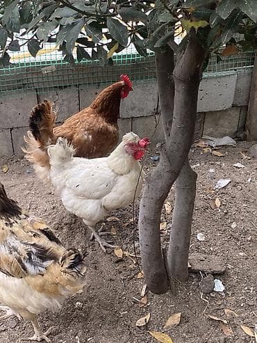 bala afcarka: Toyuq, Yumurtalıq, Ünvandan götürmə — 10