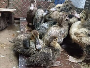 Misk ördəkləri – müxtəlif rəng və naxışlarda cavan balalar - Növ