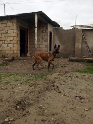 Gəmiricilər: Alman çoban iti, 1 il, Dişi, Peyvəndli, Ünvandan götürmə — 4