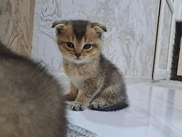 Şotland yastı qulaq lalafo.az -da Şotland yastı qulaq