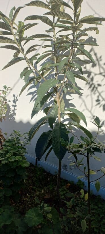 banan ağacı satılır: Yapon əzgil ağacı.böyük və balacalar var 5m.7m — 2