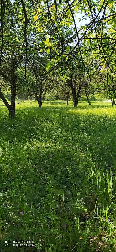 badamdarda tecili satilan evler: 48 sot, Kənd təsərrüfatı, Mülkiyyətçi, Bələdiyyə — 10