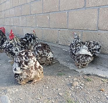 alman kurdu iti: Toyuq, Damazlıq, Ödənişli çatdırılma, Rayonlara çatdırılma — 4