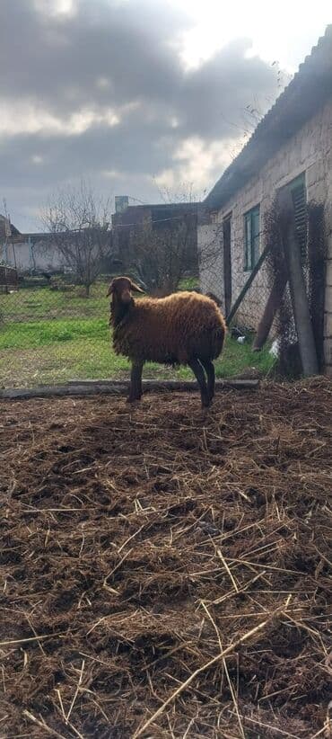 Heyvanlar üçün mallar: Qoyun – yerli cins, qəhvəyi rəngli yunla. Xüsusiyyətlər: - Güclü — 2