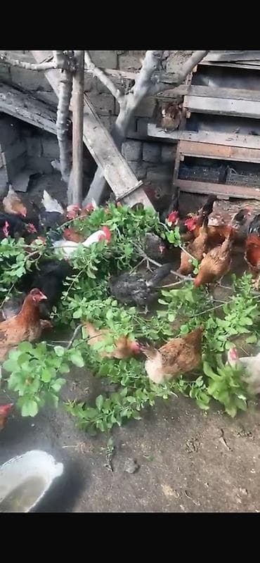Toyuq, Yumurtalıq, Ünvandan götürmə