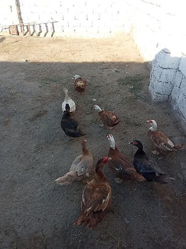 pisi: 8 fere yumurtalayir biri qara zümrüt fere biri Macar temiz findiq — 1
