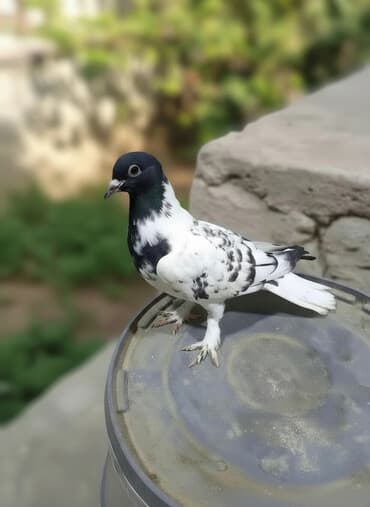 arı şəkilləri: Qara-ağ ləkəli dekorativ göyərçin - Rəng: baş və boyun hissəsi tünd — 1