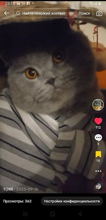 Britan yastı qulaq, Erkək, Cütləşmə üçün