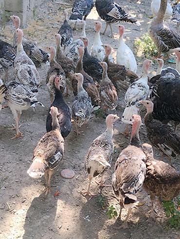 xacmaz heyvan bazari: 3 ayliq hunduşka balasi satilir 20-25 eded secib goture biler tam — 3