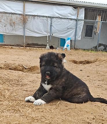 it yuvası satilir: Qafqaz çoban iti — 2