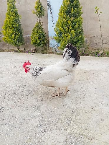 quru corek: Yumurtalıq və ətlik kənd toyuqları – qarışıq sürü. TECIli imumi 80 — 4