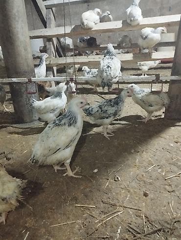 Quş əti: Toyuq cücələri, Ətlik — 3