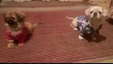 - İt geyimləri dəsti - Kiçik və orta ölçülü itlər üçün uyğun -