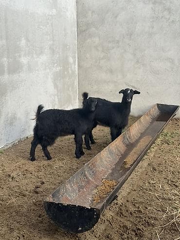 Dişi, il: 1, 30 kq, Damazlıq, Ünvandan götürmə