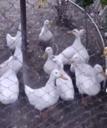 Inəklər, öküzlər: Pekin ordeyleri bine qesebesi — 1