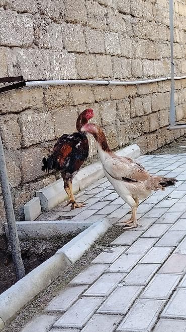 Keçilər, çəpişlər: Toyuq, Damazlıq — 2