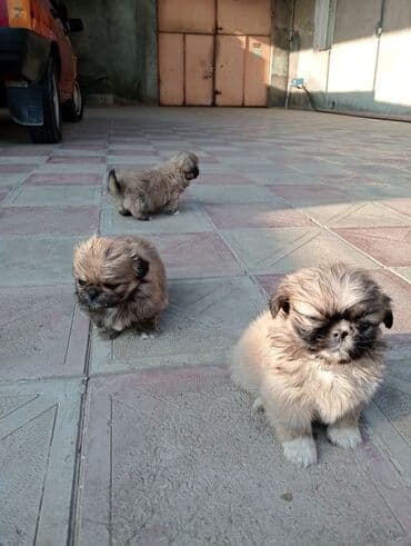 it şəkilləri: Pekines — 7