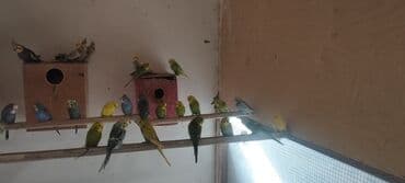 pulsuz heyvanlar verilir: Məhsul: Dalmatian və klassik rəng çeşidlərində nimfa və dalğıç (budaq) — 3