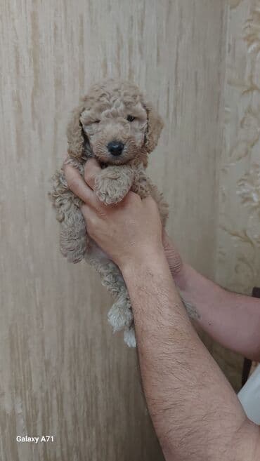 Heyvanlar üçün mallar: Малый пудель мальчики и девочки,дата рождения 26 декабря.Прглистованы — 2