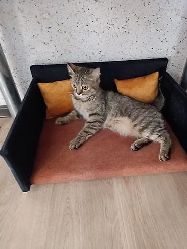 pişik satışı lalafo: В добрые руки кошечка, возраст чуть больше года — 2