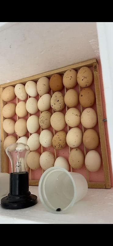 inkubator: 50 yumurta, Azərbaycan, Bütün növ quşlaq üçün, Zəmanət ilə, Azərbaycan dilində təlimat — 8