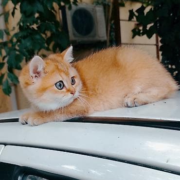 Qızıl şinşilla, Erkək, Ödənişli çatdırılma — 4