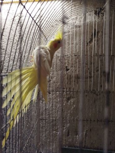 Tam sağlam quşlardır.1i tam hazir mayadir lalafo.az -da Tam sağlam quşlardır.1i tam hazir mayadir