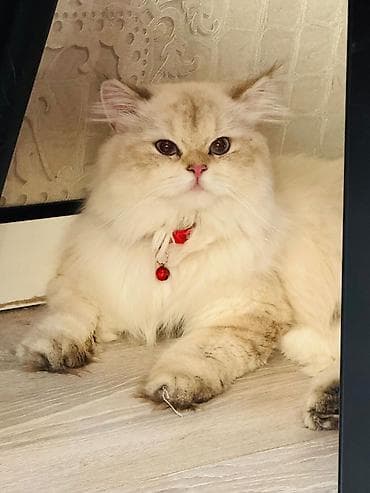 mustanq heyvan: Britan, Cütləşmə üçün — 3