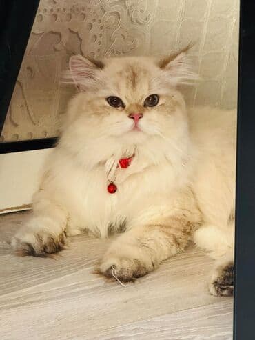 şinşilla pişik: Шиншилла, Самец, Для вязки, Самовывоз — 3