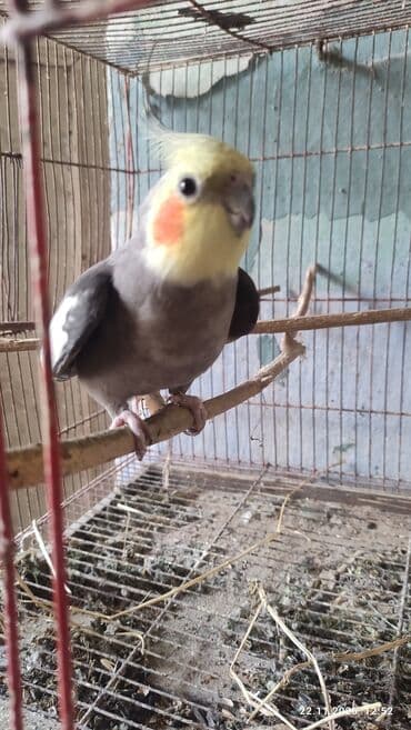 Bir cüt hazir bala veren karella il yarimliq cütü 60 manat