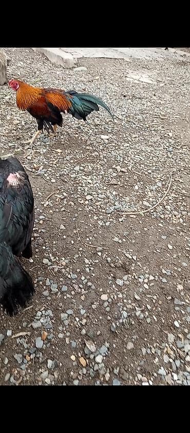 cuce ve xoruz temsili: Salam Gəncədədi xoruz 500 qram fərə 800 qram Yakido Yapon dekorativ — 3