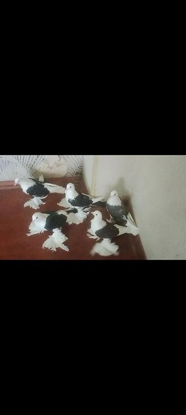 goyercin satişi baki: Qoşa çep uzun lelekliler 5 ededi 2bala 1 maya baladan qizma erkek — 5