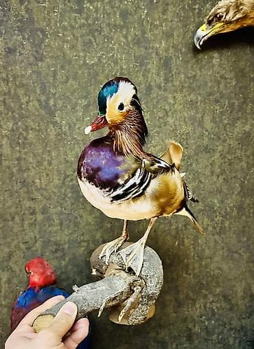 Картины и портреты: Фигура — 2