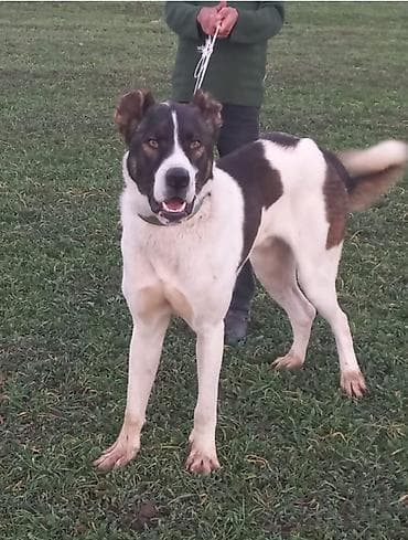 Peyvəndli lalafo.az -da Peyvəndli