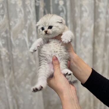 şirin pişik: Шиншилла, Самец, Самка, Платная доставка, Самовывоз — 1