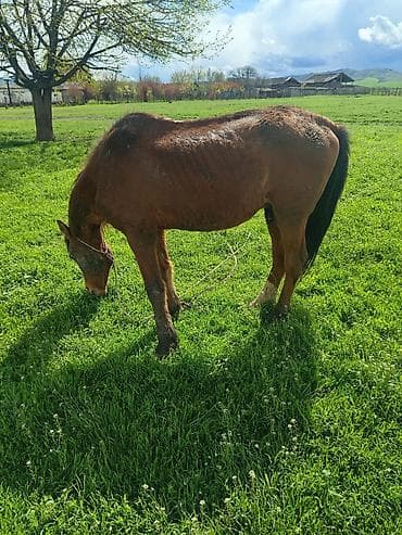 ətlik inək cinsləri: Qəhvəyi rəngli at – kənd təsərrüfatı və minik üçün - Cins: yerli — 2